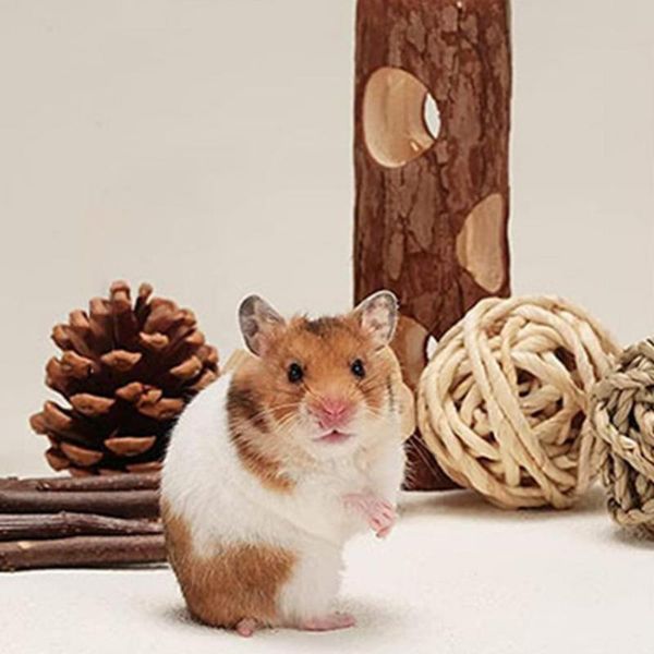 

small animal supplies 12pcs/set functional hamster pinecone toy set molar natural smell fun