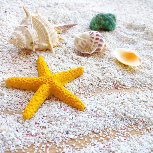 

pure shell conch pieces natural aquarium deep sea small big children handmade toy po props adornments shells novelty items