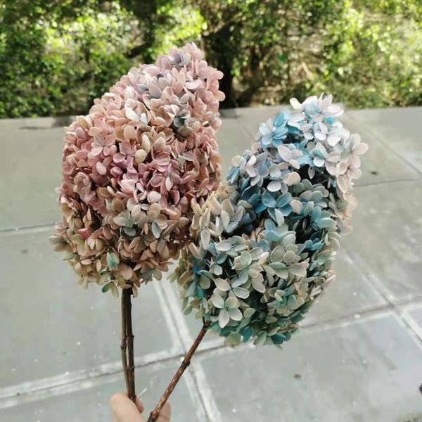 

decorative flowers & wreaths 15-20cm flower head,preserved real hydrangea with stem,gradient color splicing display for wedding party home d