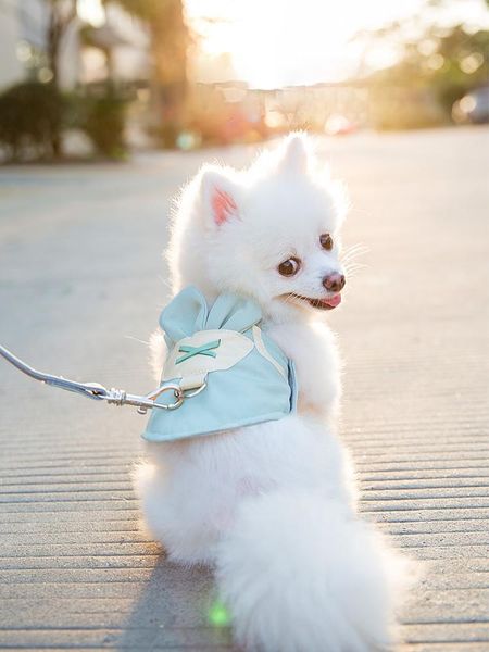 

vest-style dog leash, strap, puppies, small dogs, teddy, bichon, pomeranian, cats, and supplies dogs accessoires collars & leashes