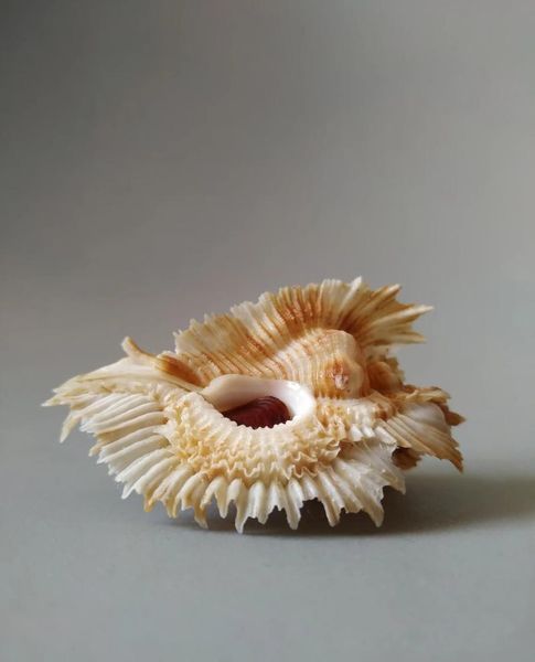 

novelty items naturally selected super rare collectible conch with lid
