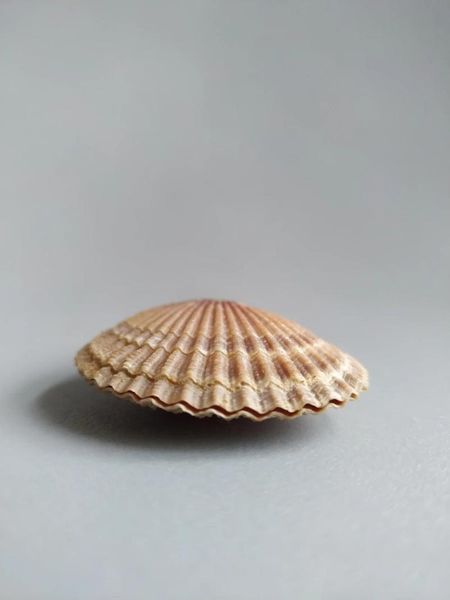 

novelty items natural selection boutique treasures rare collectibles scallops