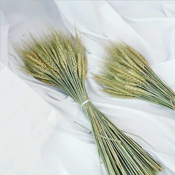 

real wheat ear fleurs natural dried flowers for wedding bouquet party decoration diy craft scrapbook home decor pampas grass decorative & wr