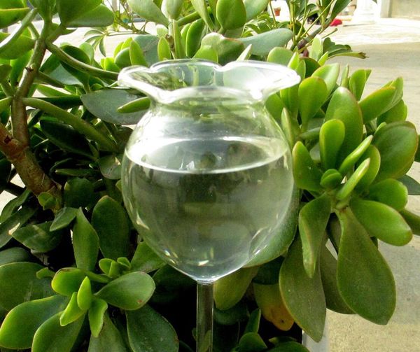 4 PCS Waterer Waterher Self Watering Planter Inserire a mano Blown Clear Glass Plant Carino Self Watering Globs Dispositivo di irrigazione impianto automatico