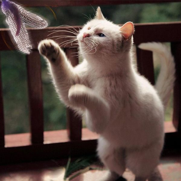 

cat toys luxury extendable pet kitten feather teaser wand rod + 7pcs colorful natural long toy set
