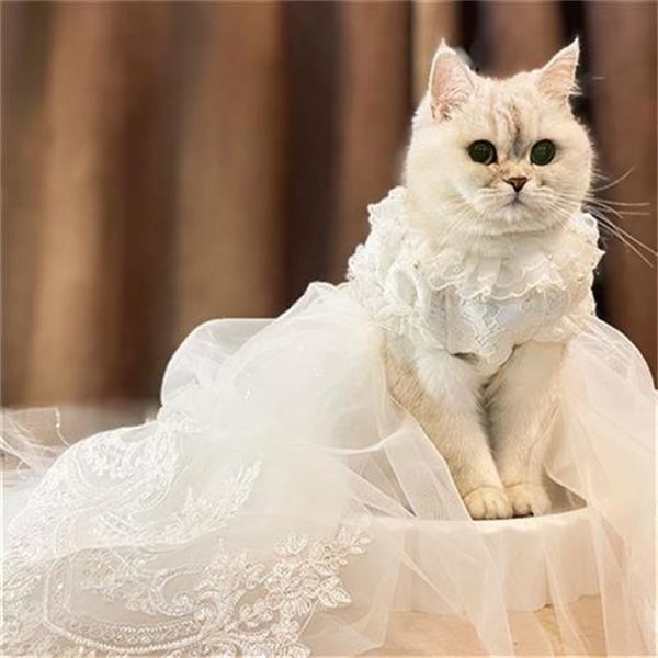 

dog wedding drs e tail cat princs drs pet ffy teddy female knot