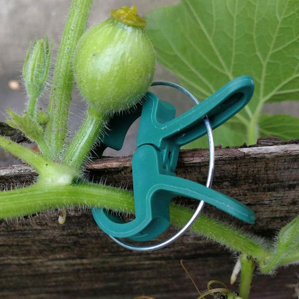 

clothing & wardrobe storage 20pcs reusable grafting clips greenhouse clamp stand plastic plant clip fastener bracket fixed seed stem support