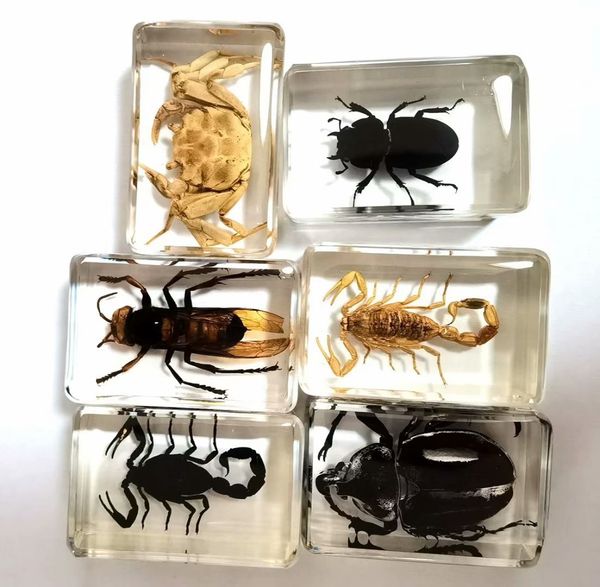 

6 pcs fashion real bee beetle scorpion king crab insect paperweight, Silver