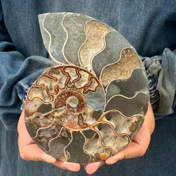 

1pcs natural ammonite shell fossil healing mineral reiki specimens art collection stone crafts ornaments decorative objects & figurines