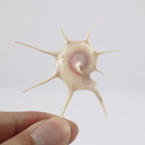 

novelty items 2pcs [world famous snail]natural rare seven star conch shell coral starfish hermit crab aquarium landscaping