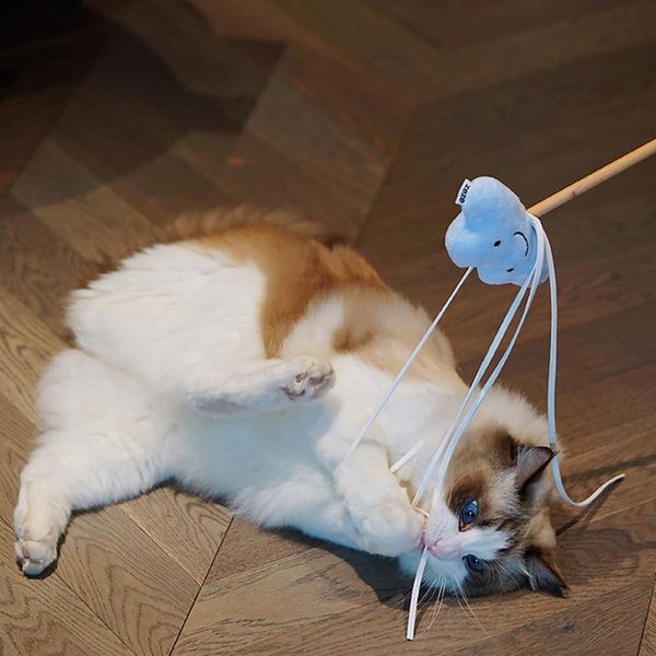 

cat toys plush teaser starry sky stick with catnip interactive wood catcher tassel rod wand kitten funny pets cats toy