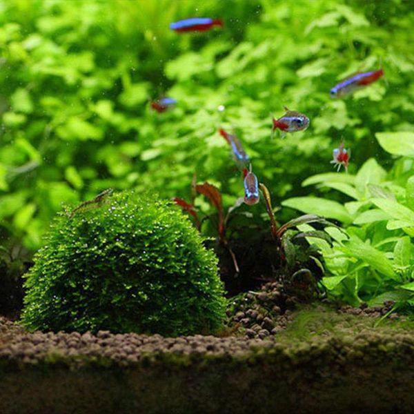 

1/3pcs plants fish tank media moss ball filter aquarium decoration live aquatic pets mineral balls ornaments decorations