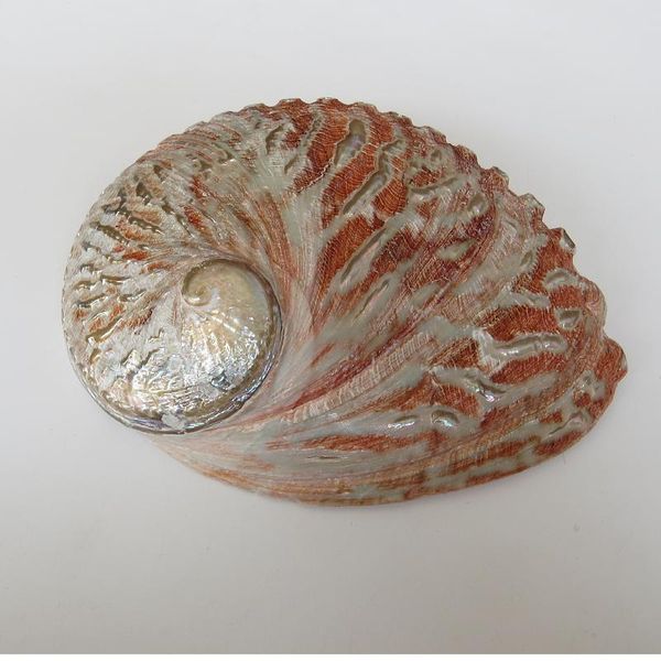

novelty items natural abalone shells seashells home aquarium landscape diy nautical decor soap holder craft collectable jewelry