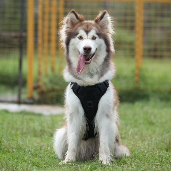 

durable dog harness medium and large dogs training pad pets vests harnesses outdoor product winter removable chests collars & leashes