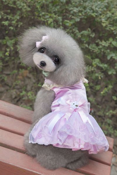 

the dog clothes pet clothes teddy dog pearl collar dress