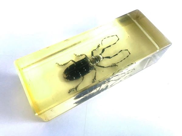 

vintage real longicorn beetle fashion insect deskpaperweight cool crafts, Silver