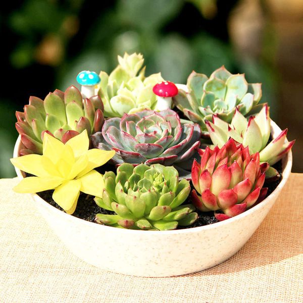 

red deskin office four seasons potted succulent plants, Black