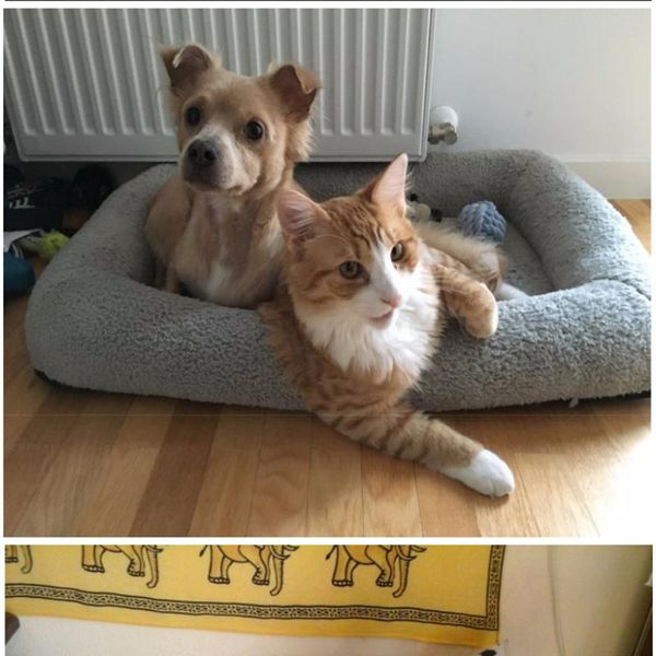 

cat beds & furniture soft dogs plush bed pet for cats puppy mat sofa winter warm pets house kennel waterproof bottom kitty