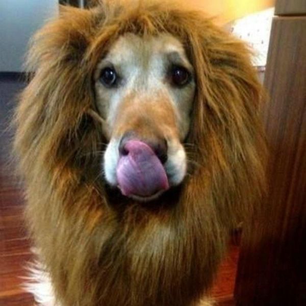 

dog apparel fancy accessories for large scarf wig a breed lion costume big 80cm