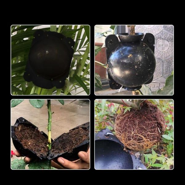 

other garden supplies 10x plant rooting equipment high pressure propagation ball graft box case container nursery