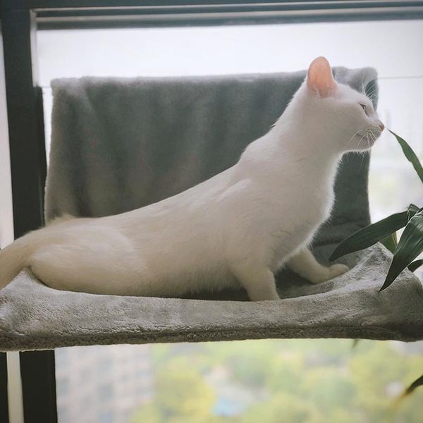 

cat beds & furniture kitten removable window sill bed pet radiator lounge seat hammock supplies kitty cosy hanging mount