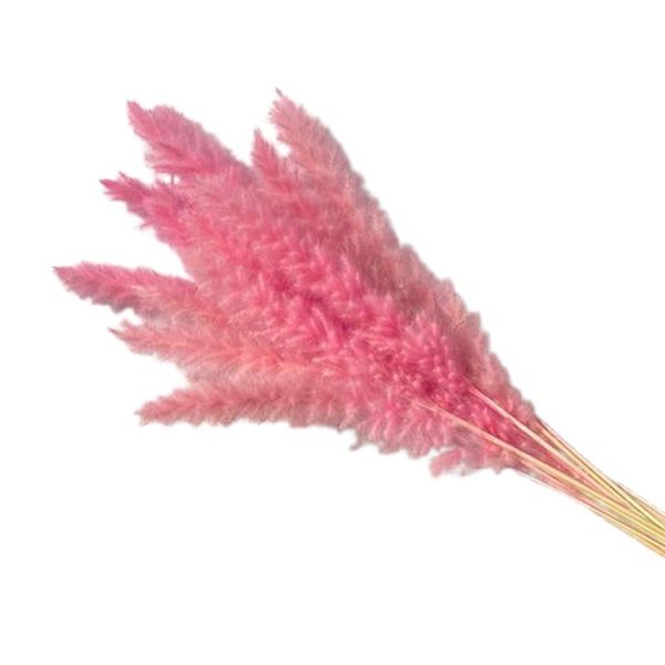 

decorative flowers & wreaths d08d 15pcs small reed plumes bouquet natural dried flower pampas dog tail grass phragmites plants wedding bunch