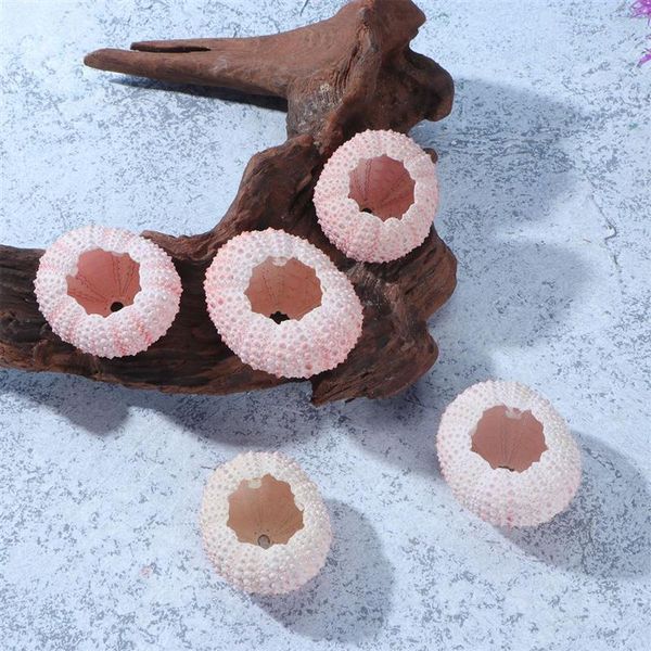 

decorative objects & figurines 5 pcs above 4cm natural sea urchin shells conch tillandsia containers diy handmade air plants planting pots(p