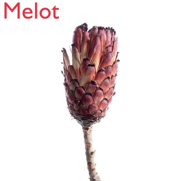 

hallway floral set plush flower dried real air-dried natural decorative ornament vases