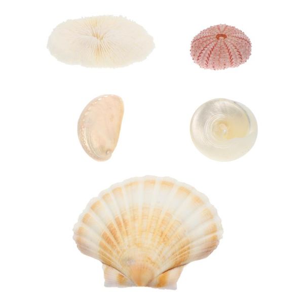 

novelty items 5pcs natural coral shell pography props mixed sea shells conch