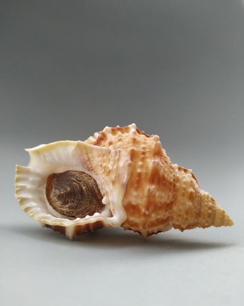 

novelty items natural finest selected rare collectibles with conch lid