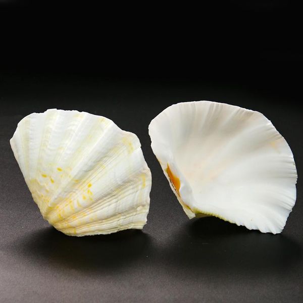 

novelty items natural lotus shell scallop bergamot conch fish tank platform landscaping succulent flowerpot ornaments home collection specim