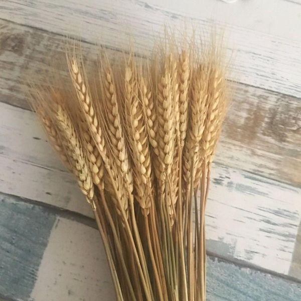 

decorative flowers & wreaths 50pcs real wheat ear flower natural dried bouquet wedding party decoration home decor accessories wholesale