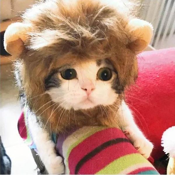

pet lion wig home decor cute funny cat costume accessories for cats small and medium-sized costumes