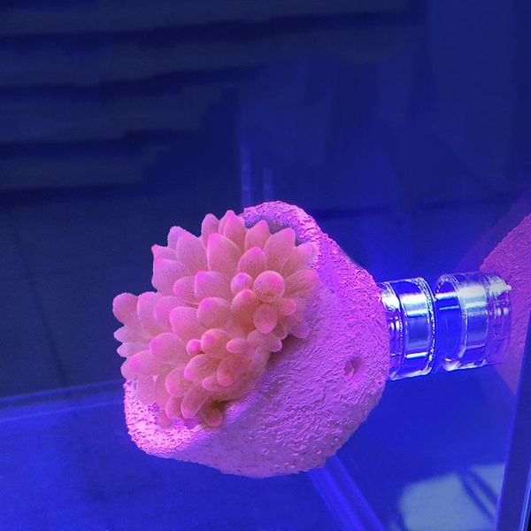 

pacifier cup, anemone nest, coral tank running artifact decorations