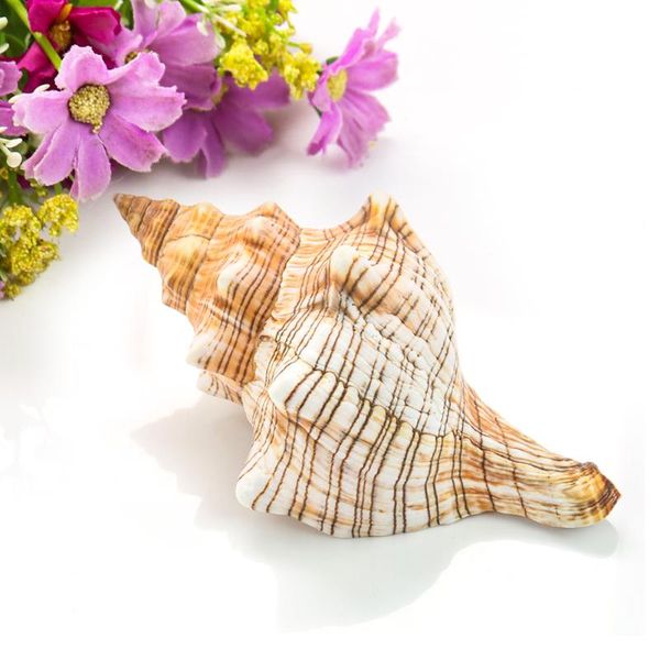 

novelty items natural long spiral snails aquarium fish tank home floor decor paperweight center chopstick display rack marine collect specim