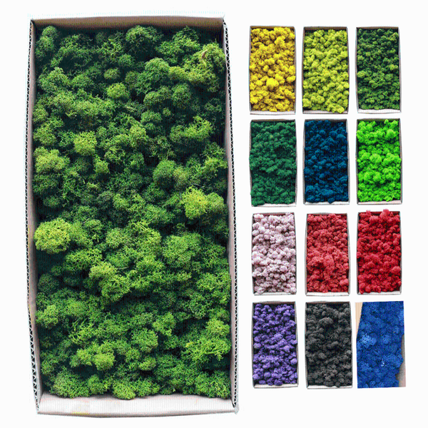 

standard preserved reindeer moss for natural diy floral arrangements in 11 colors foamy type textured lichen - 1 box (400 gram) decorative f