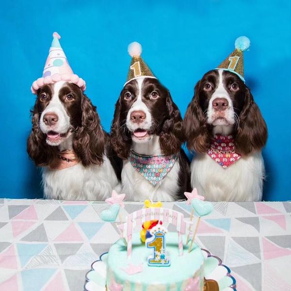 

dog apparel birthday hat decorative shiny pet headband headwear for dogs cats