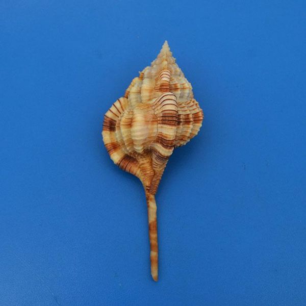 

novelty items haustellum dentifer natural rare conch collection home decoration