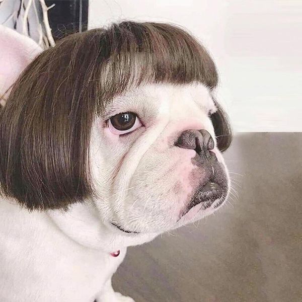

cat costumes dog cosplay wig for small dogs pet supplies dance accessories decorative hair funny costume