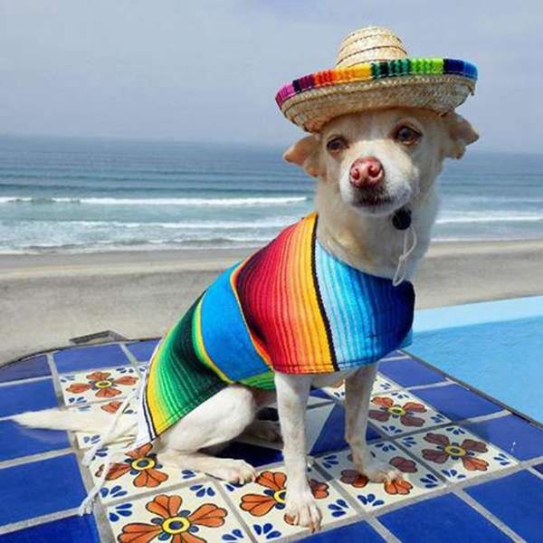 

dog apparel 6 pack natural straw mini sombrero/mini mexican party hat, tablesupplies,mexican fiesta table decorations,