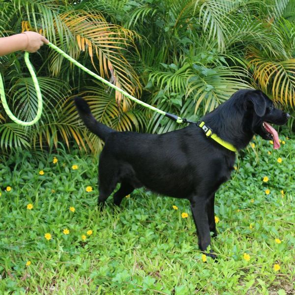 Colares Coleiras de Cão Durável Nylon 1.5m Pet Collar Coleira Grupo Treinamento de Andar Diodo em Levado Cães Reflexivas Corte de Cinto de Arnês