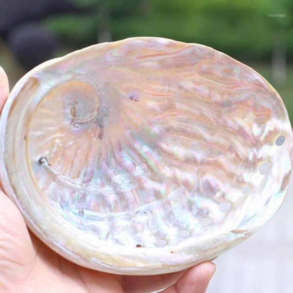 Novidade Itens Abalone Shell Natural Conch DIY Material Handmade Material Pogal Pintura Decoração Props Sala A3D1