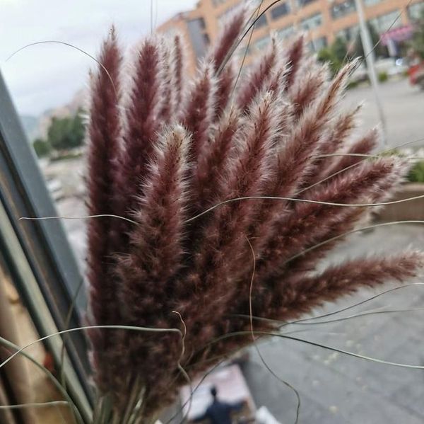 

diy dried small pampas grass decoration flowers pantas artificiales para decoracion real plants home decor wedding decoration 60~70cm