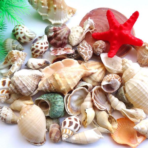 

novelty items natural conch shells mini corn screw home decoration diy aquarium landscape seashells crafts/party decor