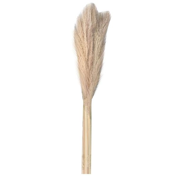 

15pcs natural dryness - wedding bouquet is a favorite color within the dried pampas grass decor flower decorative flowers & wreaths