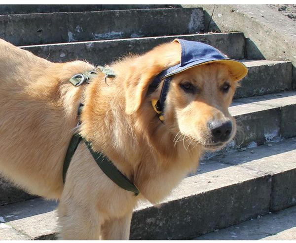 

dog apparel sun proof and breathable fashion pet cat hat baseball cap travel po shoot