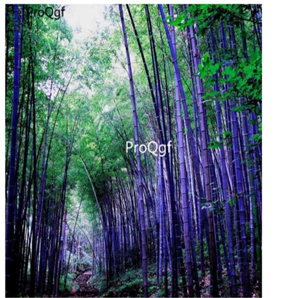 

prodgf 2000pcs a set purple bamboo phyllostachys nigra party favor