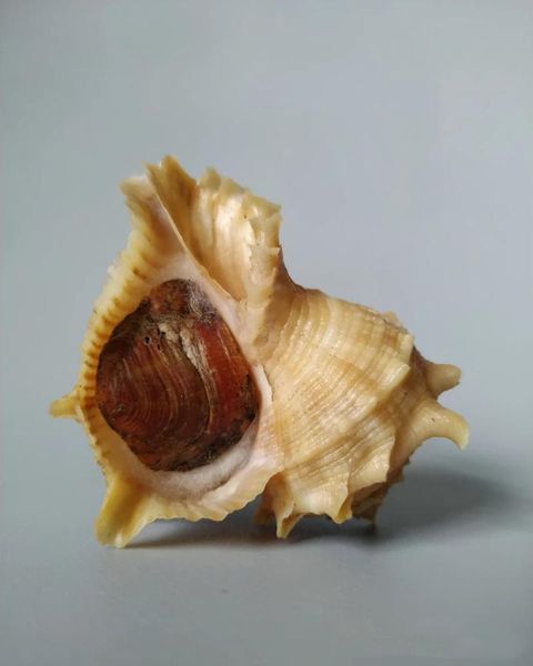 

novelty items natural boutique rare conch with lid collection