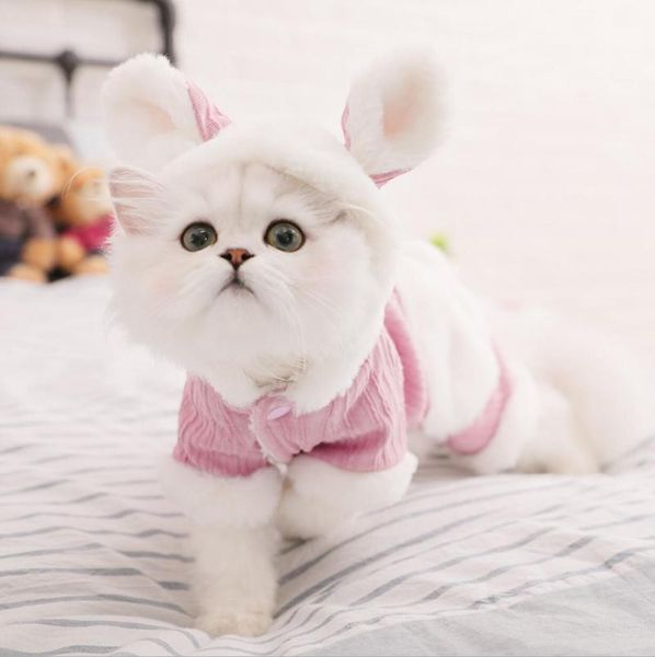 

cat costumes coat for cats winter warm clothing small dogs super soft cute bear style pet vests supplier