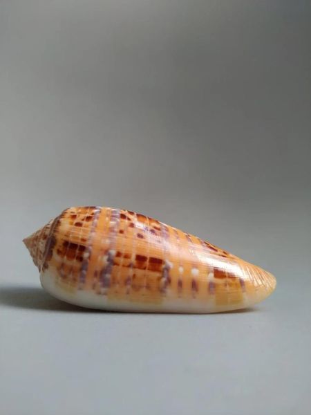 

novelty items naturally selected rare collection of fine conch